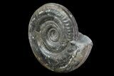 Jurassic Ammonite (Hildoceras) - England #81306-1